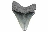 Serrated, Juvenile Megalodon Tooth - South Carolina #370181-1